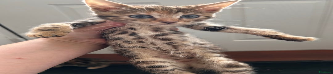 Bengal Kitten 4