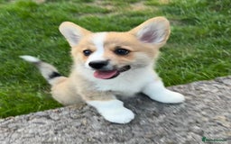 Welsh Corgi Pembroke dogs for sale: Only 2 boys remaining. Ready to go now.  - Image 2