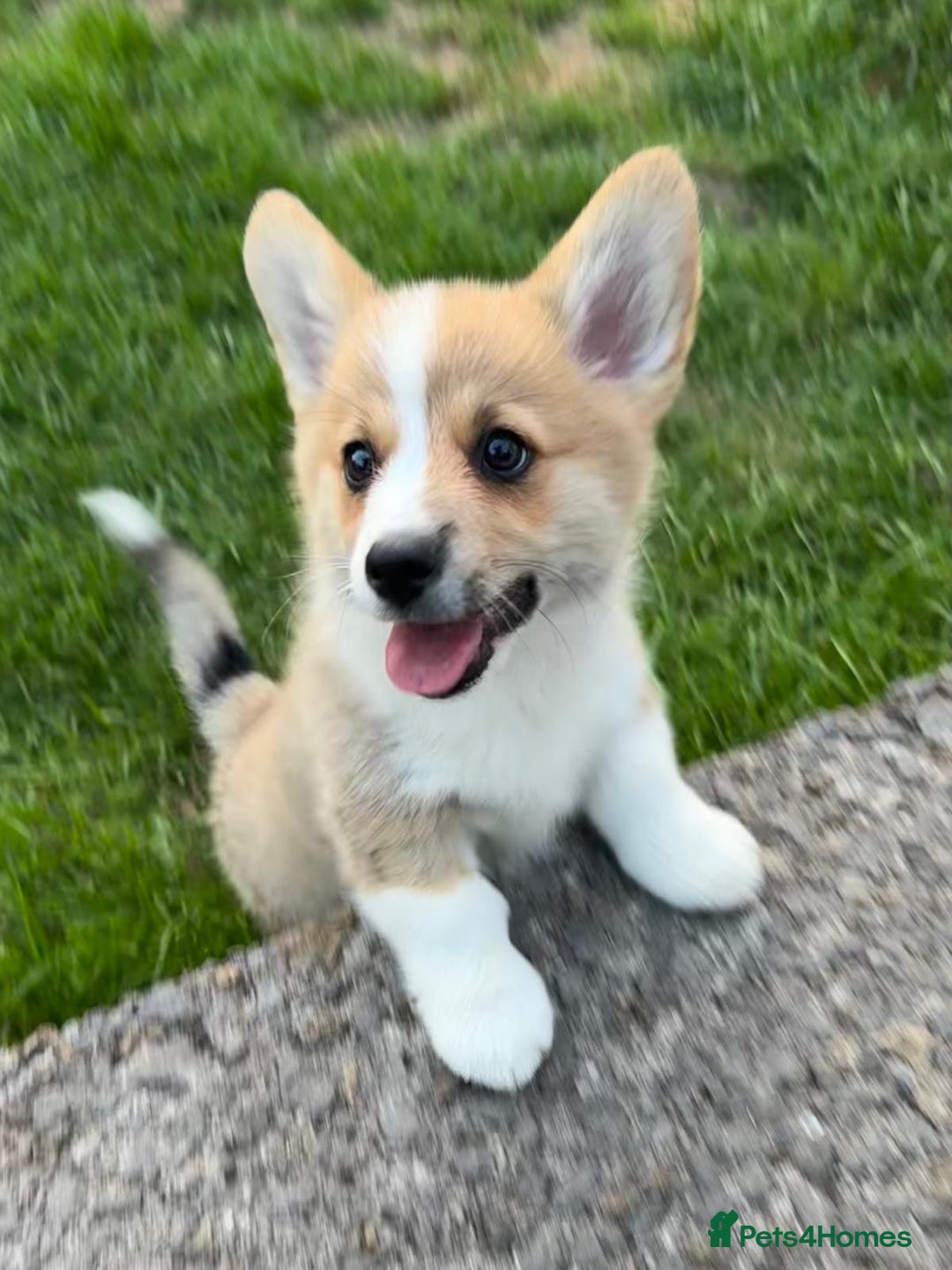 Welsh Corgi Pembroke dogs for sale: Only 2 boys remaining. Ready to go now.  - Image 2