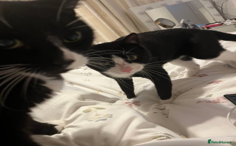 Mixed Breed cats for sale - Advert 1
