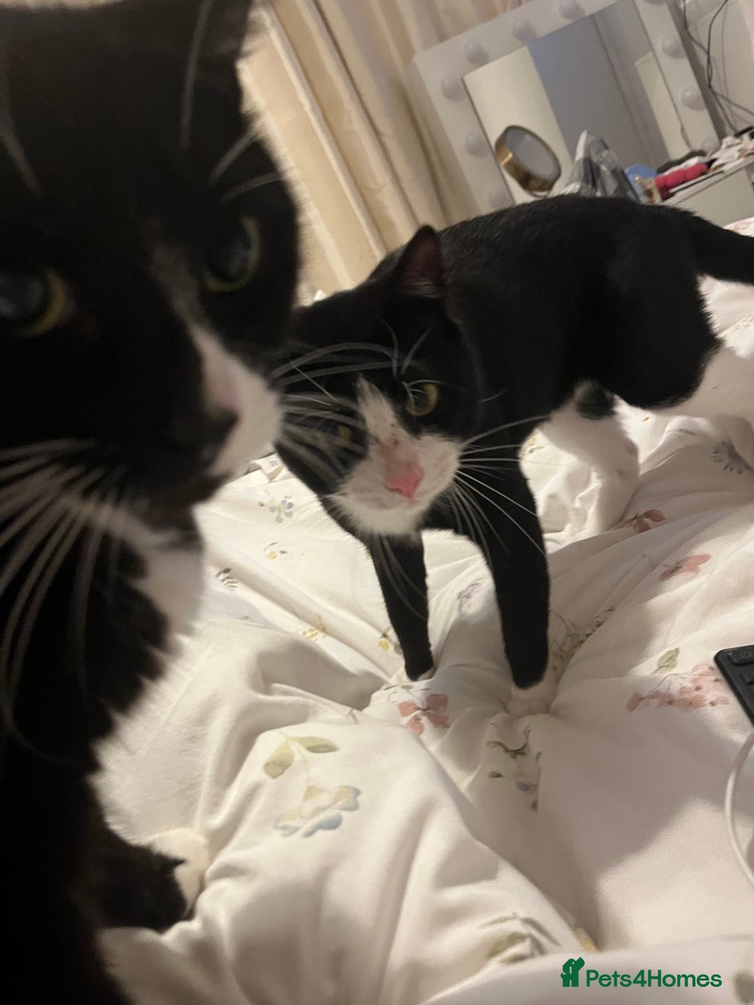 Mixed Breed cats for sale: Tuxedo cat , Socks . in need of loving home  - Image 1