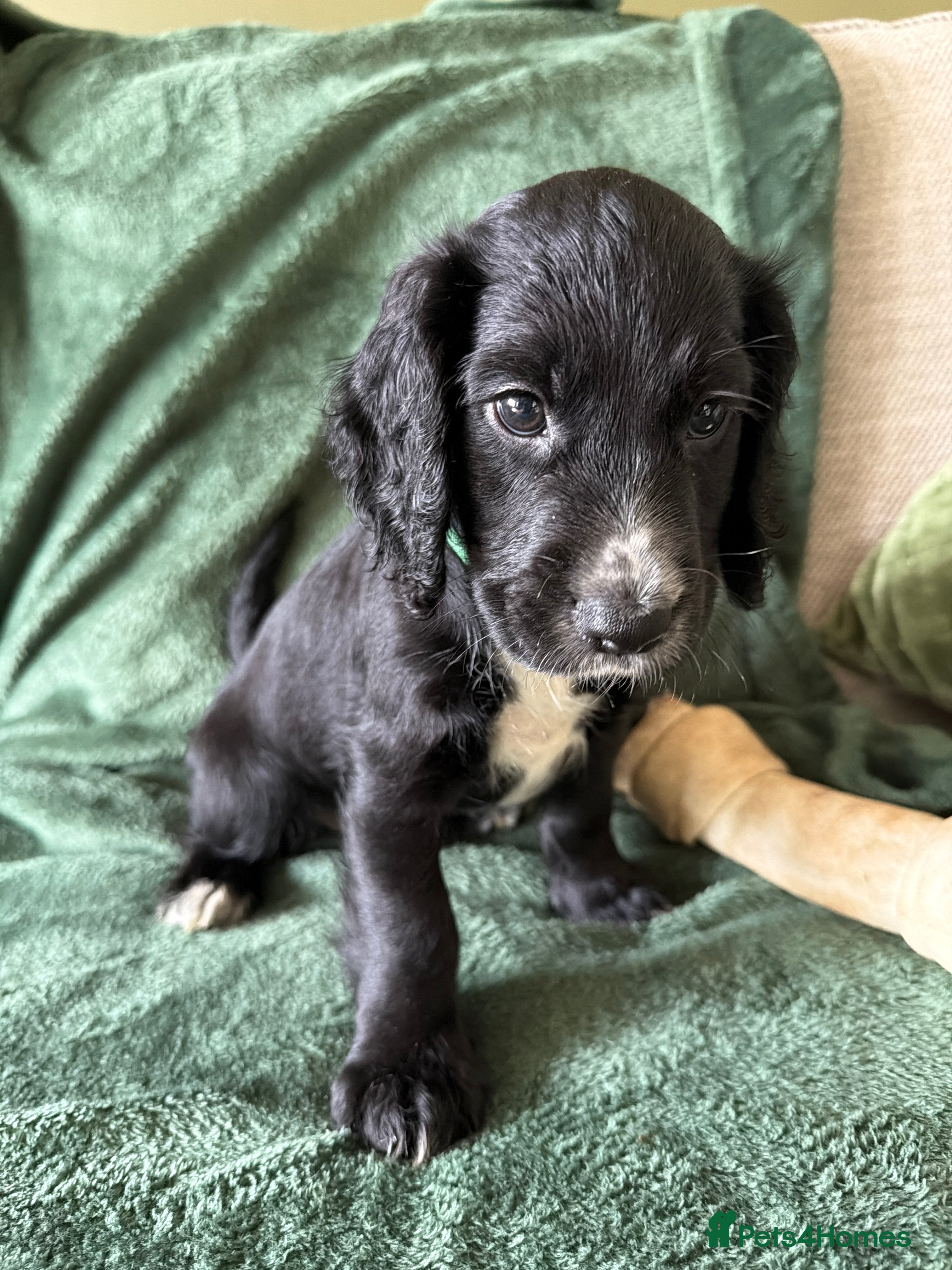 Cocker Spaniel dogs KC registered FTCh lines Cocker Spaniel puppies  - Advert 2