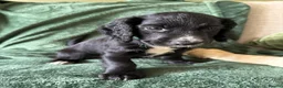 Cocker Spaniel dogs for sale: KC registered FTCh lines Cocker Spaniel puppies  in Cardiff - Advert 2
