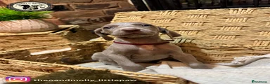 Weimaraner 4