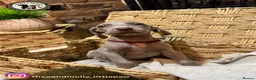 Weimaraner dogs for sale: 🐾KC Registered Blue & Silver Weimaraner Puppies🐾 - Advert 18
