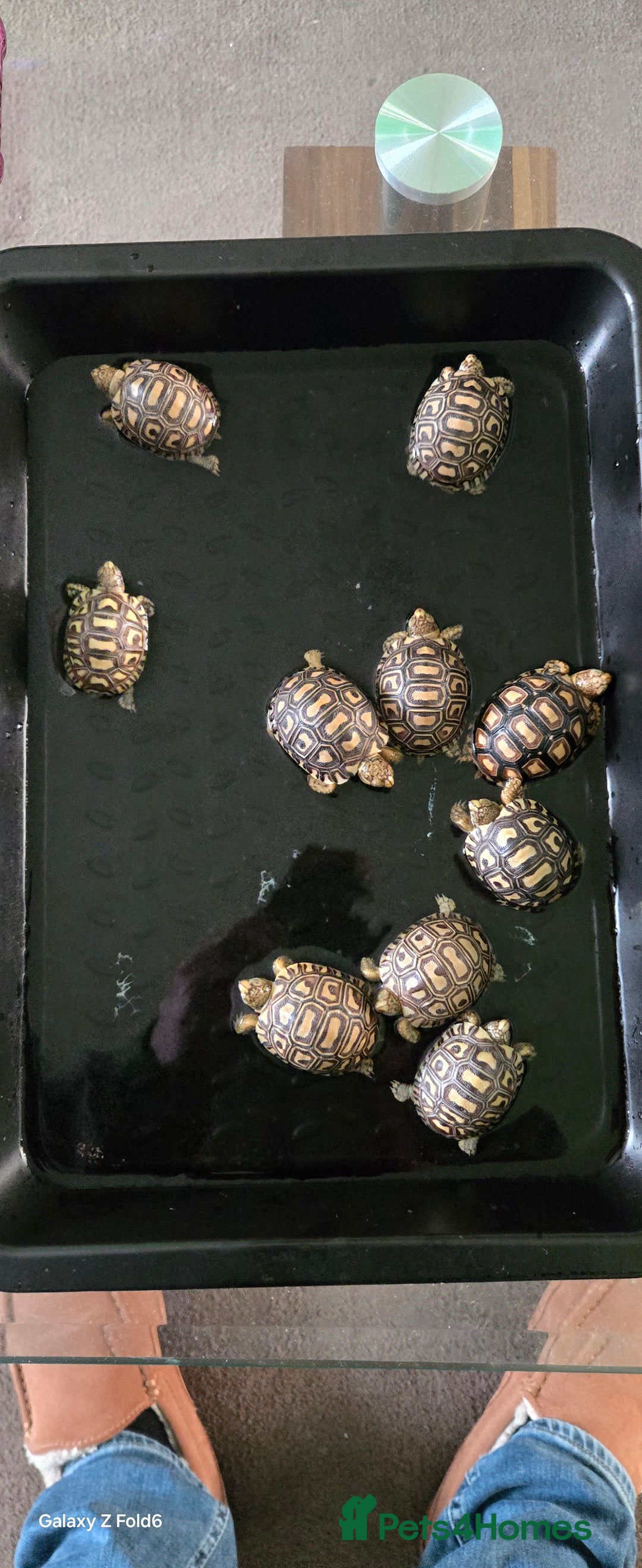 Mixed Breed reptiles for sale: 10 x leopard tortoise  - Advert 5