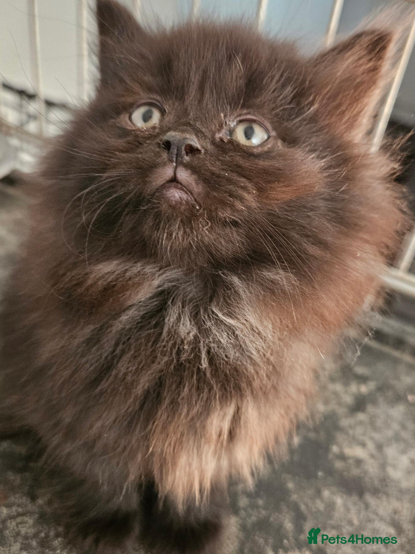 Maine Coon cats Beautiful black fluffy kittens - Advert 14