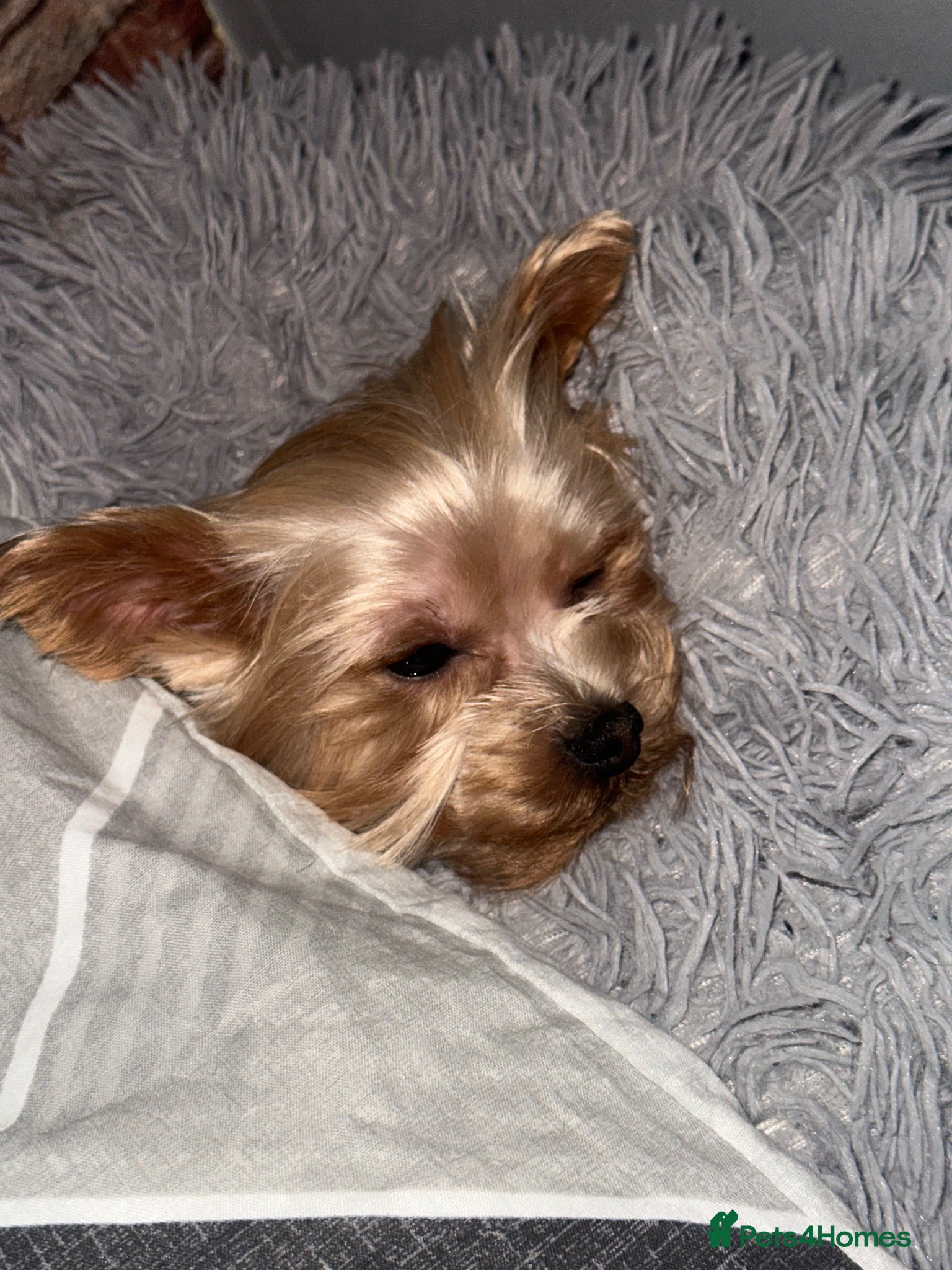 Yorkshire Terrier dogs York Cup Dyzio for Adoption.  - Advert 4