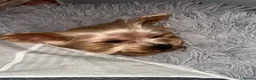 Yorkshire Terrier dogs for stud: York Cup Dyzio for Adoption.  - Advert 1