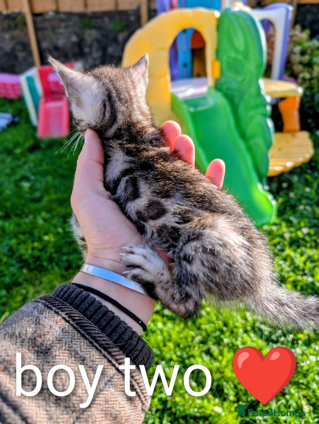 Bengal cats for sale: Ready! Bengal,TICA Registered, fully health tested - Image 4