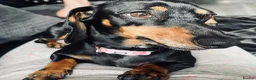 Miniature Dachshund dogs for sale: 3 year old miniature dachshund for sale  - Advert 2