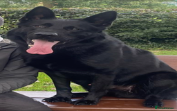 German Shepherd dogs for sale: Czech/DDR Protection/stud dog for sale  - Image 1