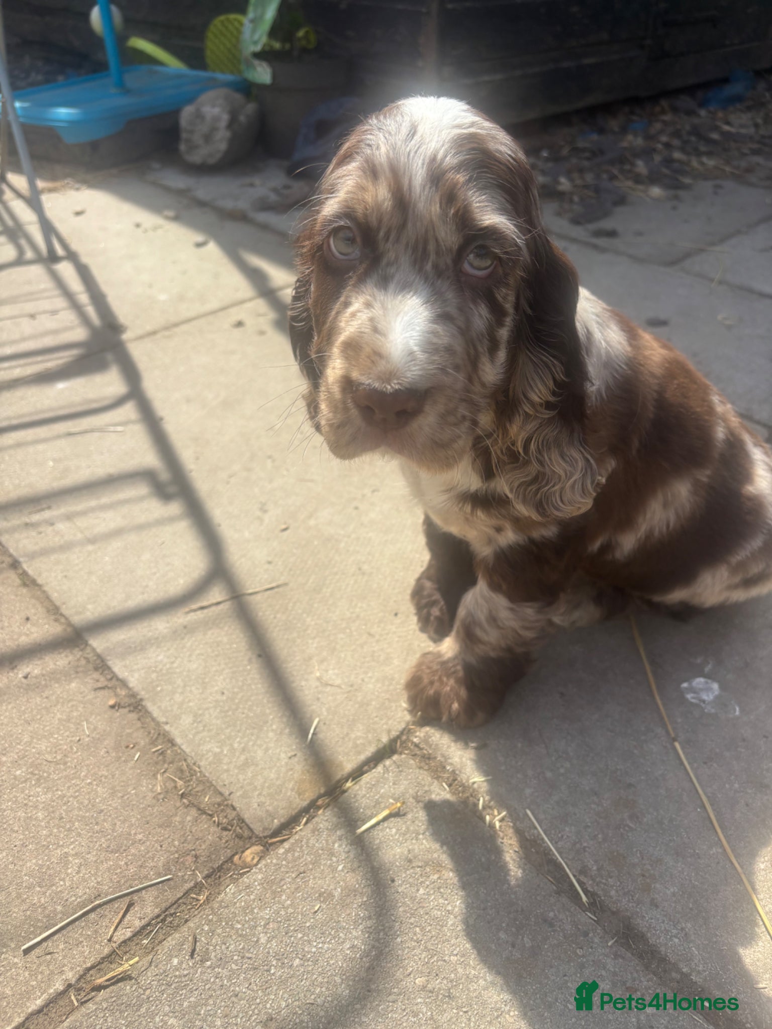 Cocker Spaniel dogs Cocker spaniels - Advert 7