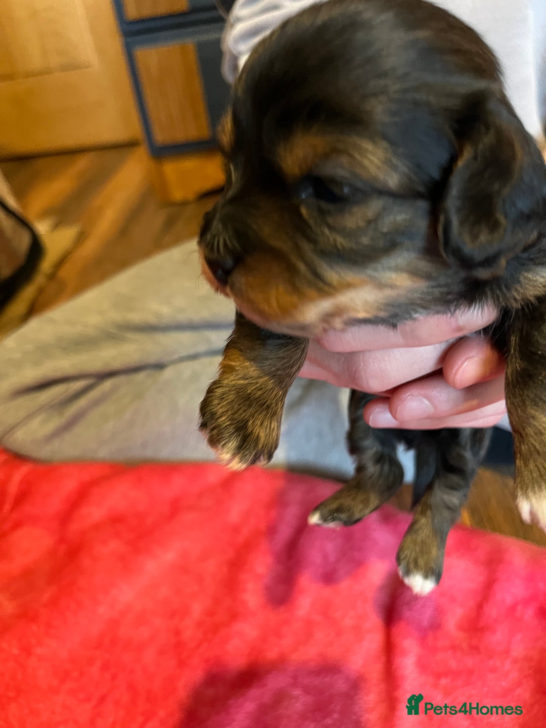 Mixed Breed dogs for sale: Beautiful Zuchon Doxies - Advert 18