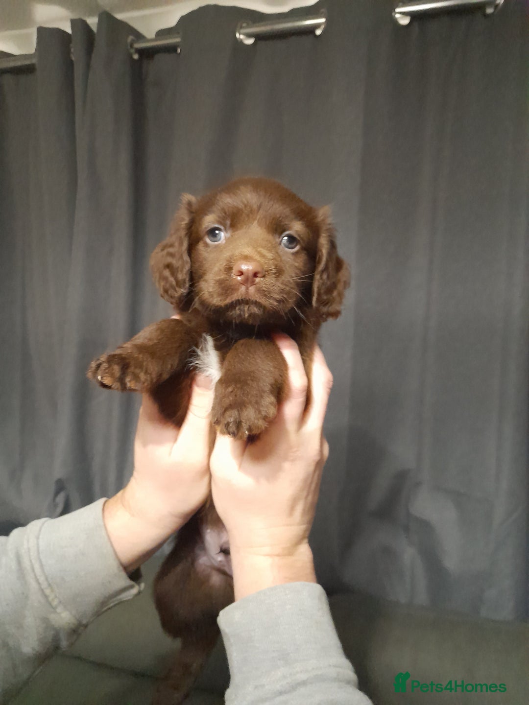 Springador dogs for sale: Springador puppys - Advert 5