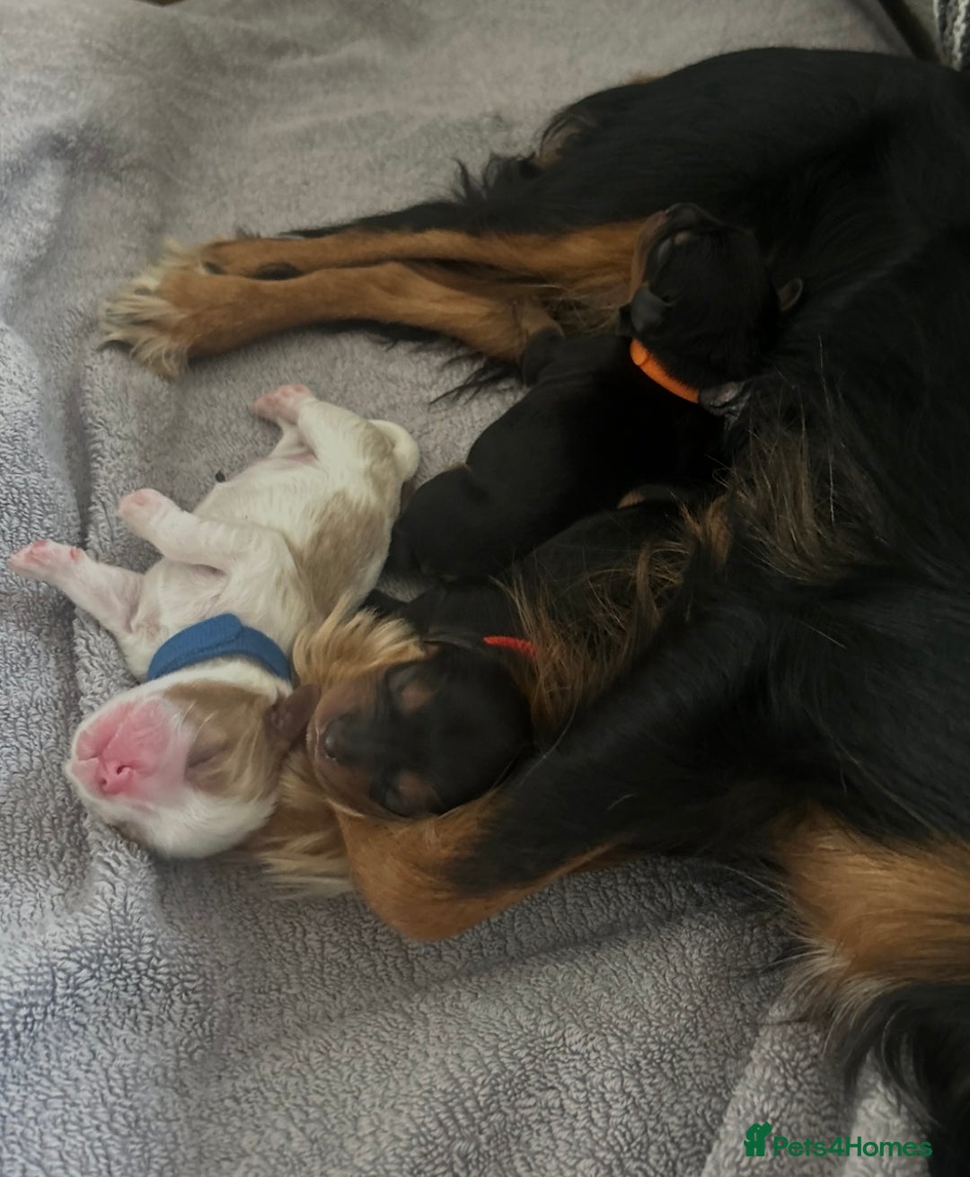 Cavalier King Charles Spaniel dogs for sale: Adorable Cavalier King Charles Spaniel - Image 11