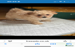 Maltipoo dogs for sale: Tiny rare coloured teddy bear maltipoo puppies - Image 3