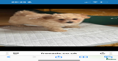 Maltipoo dogs - Advert 13