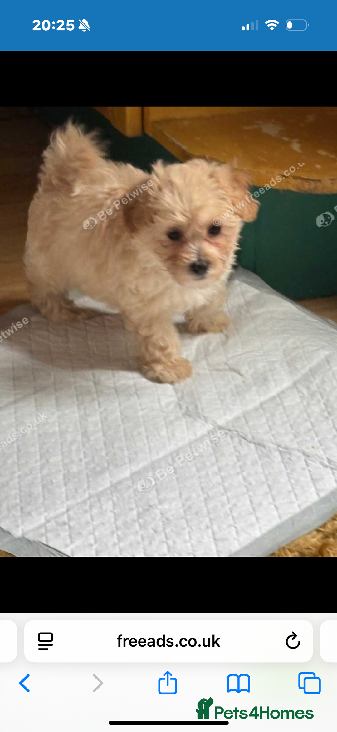 Maltipoo dogs for sale: Tiny rare coloured teddy bear maltipoo puppies - Image 3
