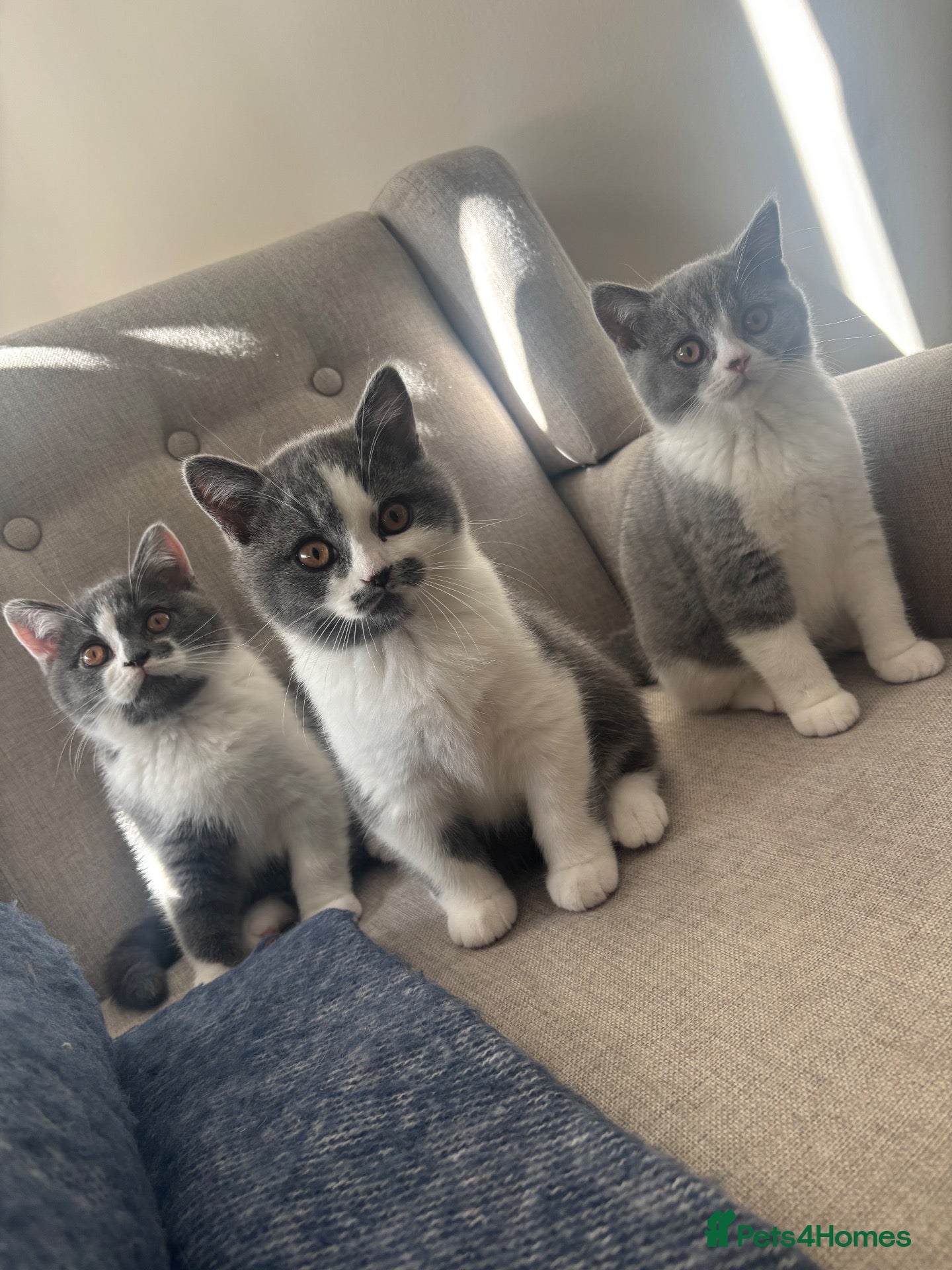 British Shorthair cats GCCF British Shorthair Blue Bicolour - Advert 16