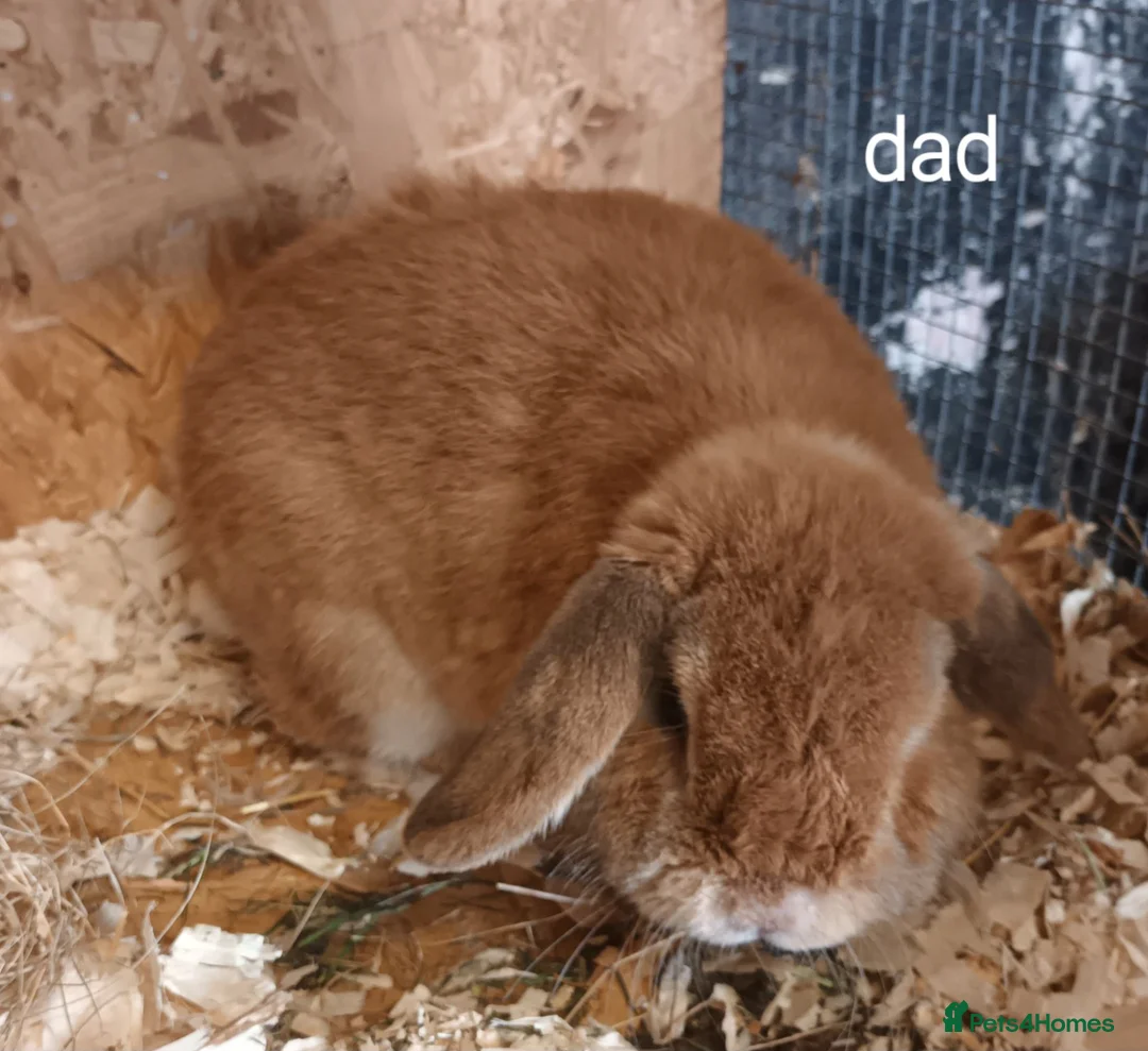 Mini Lop rabbits for sale: Beautiful mini lops - Advert 14