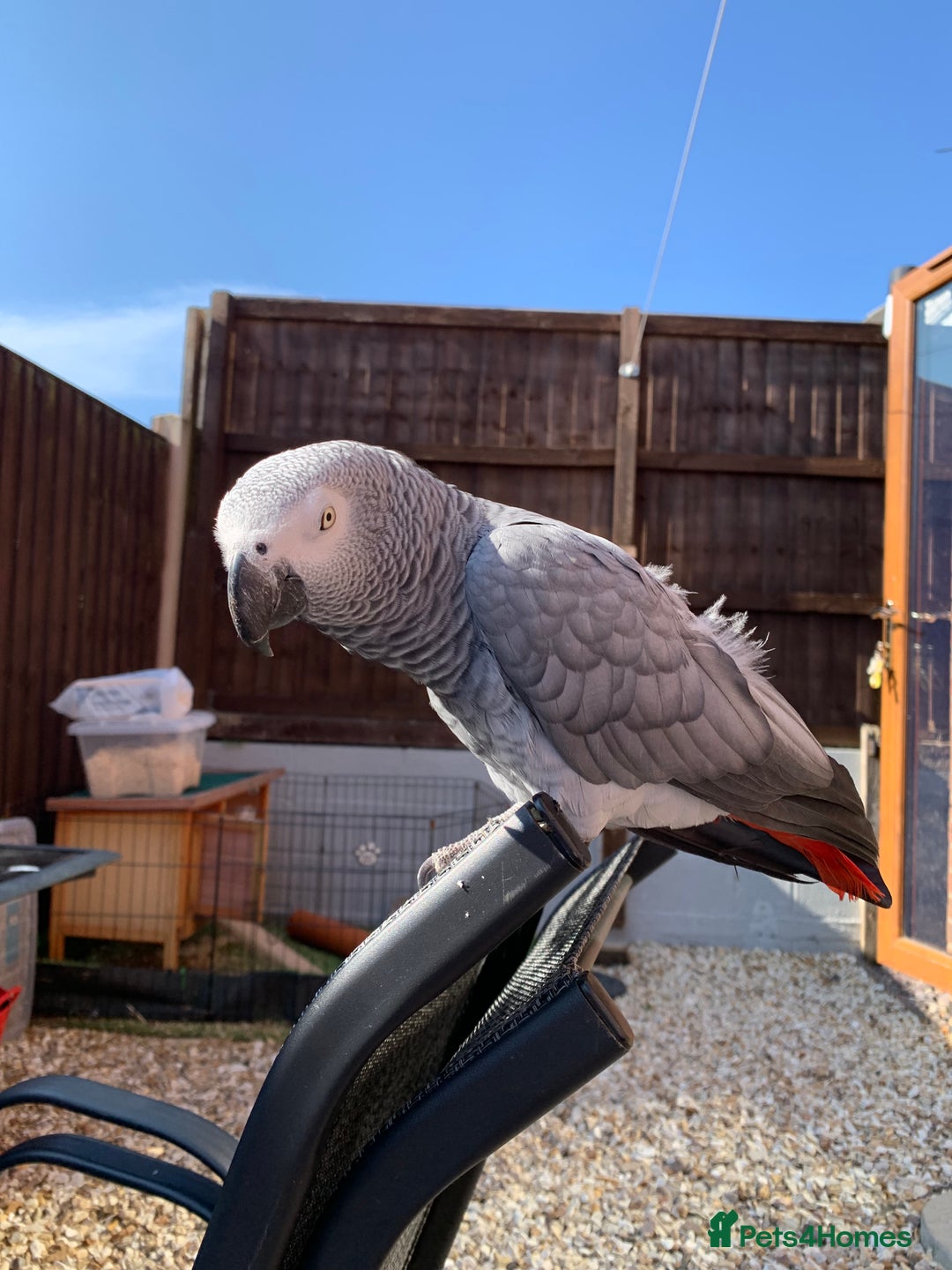 Parrots birds for sale: Our 2 loving African greys  - Advert 11