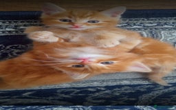 British Longhair cats for sale: Kittens cats - Image 6