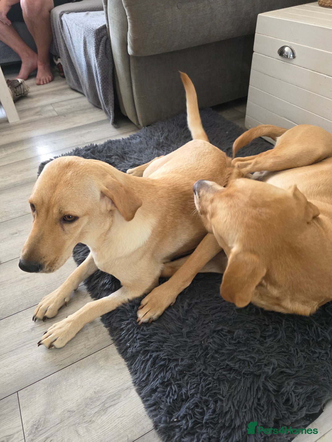 Labrador Retriever dogs for sale: Labrador retriever  - Image 3