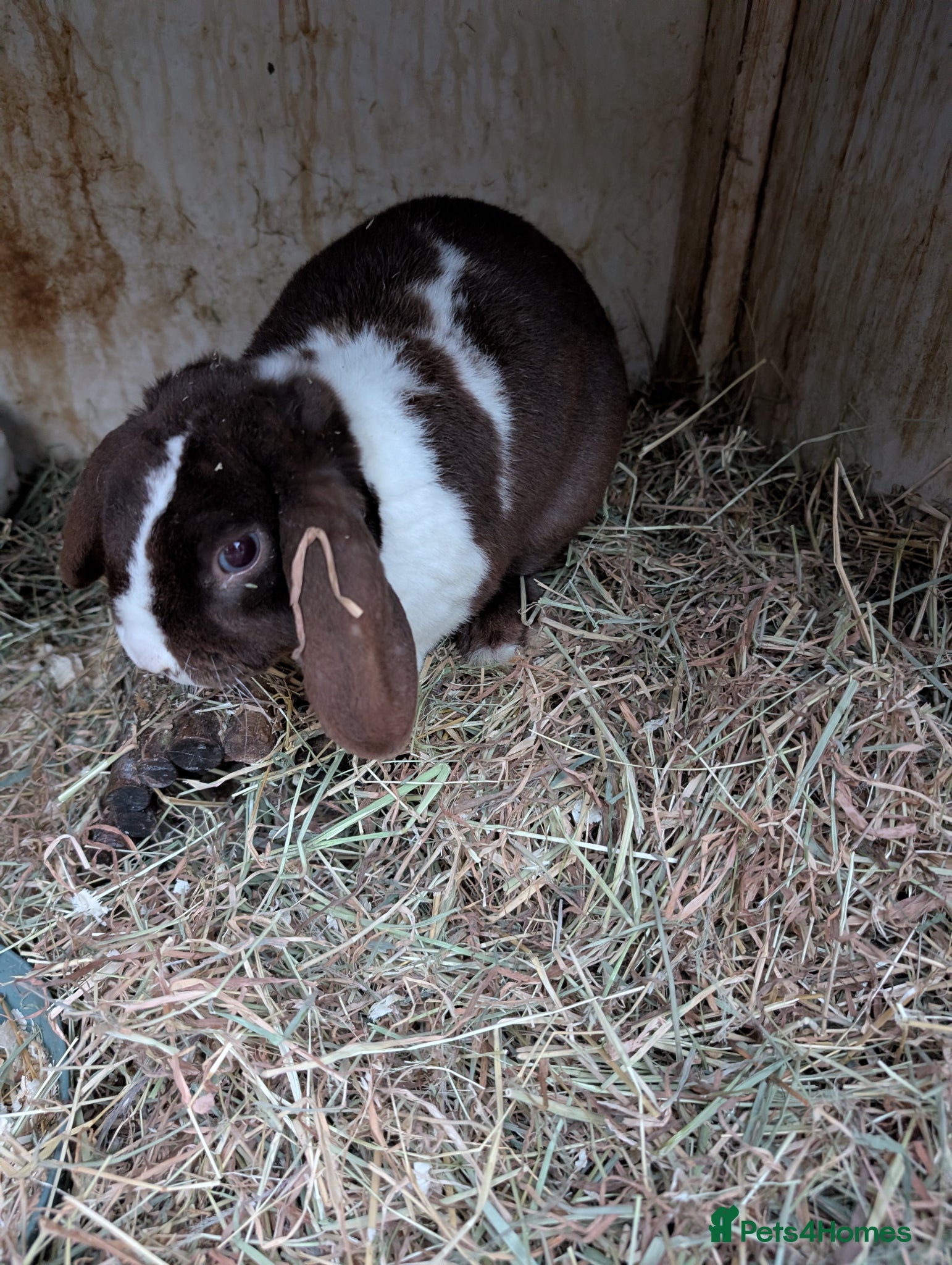 Mini Lop rabbits Plush mini lop buck - Advert 1
