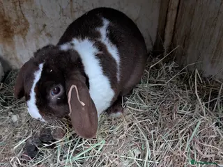 Mini Lop rabbits Plush mini lop buck - Advert 1