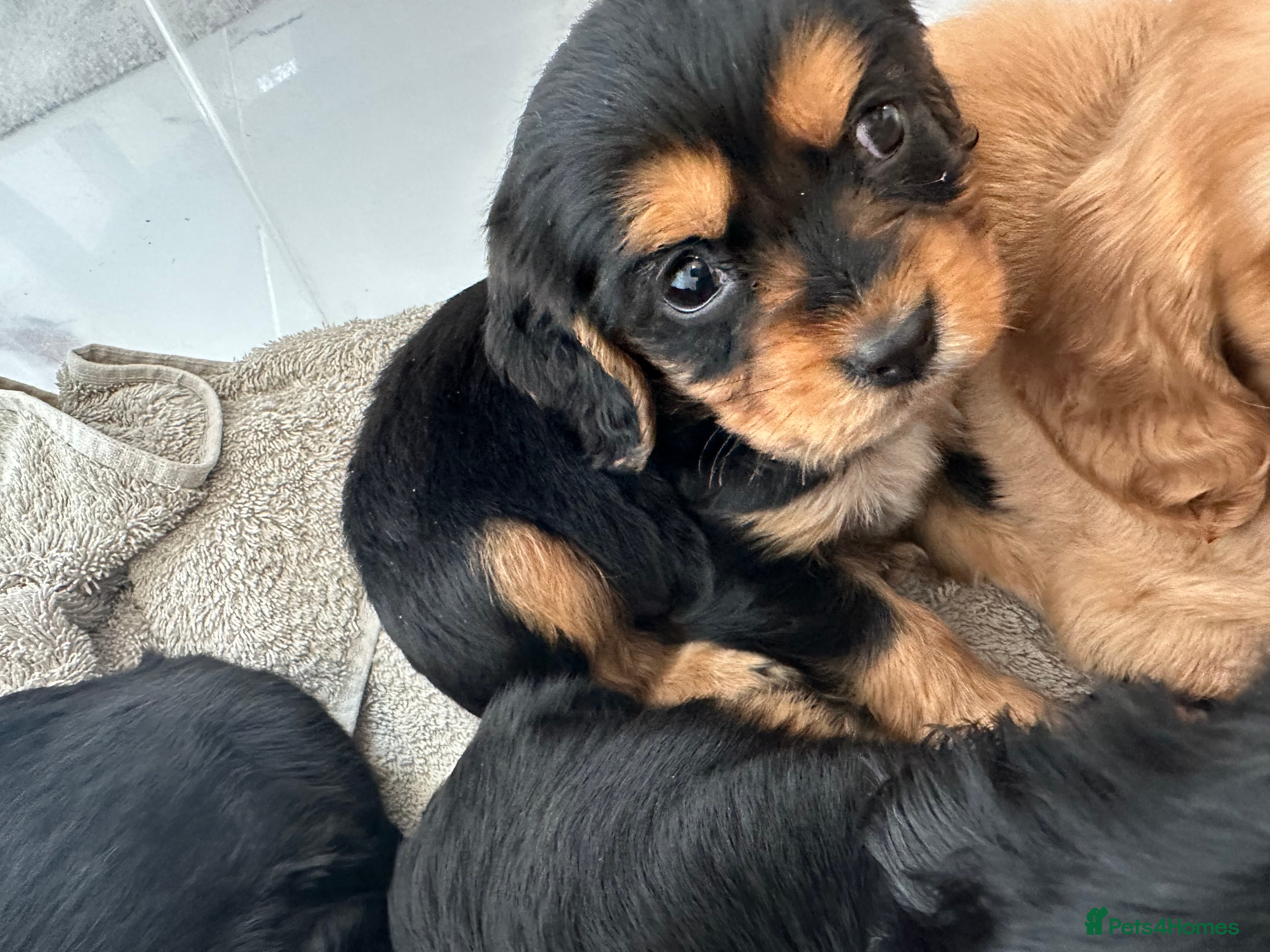 Cockalier dogs Cocker Spaniel Cavalier King Charles Puppy puppies - Advert 17