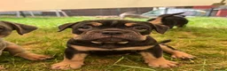 Olde English Bulldogge dogs for sale: Champion Sired Health Tested OEB puppies - Advert 4