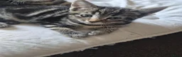 Mixed Breed cats for sale: 3 marble tabbies mixed with a mackerel tabby - Advert 6