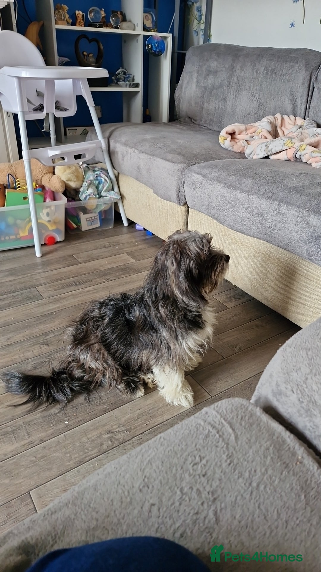 Pomchi dogs for sale: Pomchic pup  - Image 4