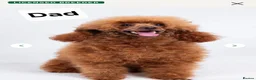 Cockapoo dogs for sale: Cockapoo f1b 5 boys  - Advert 16
