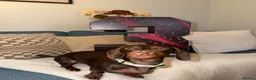 Miniature Dachshund dogs for sale: Chocolate and tan miniature daschund  in Harrogate - Advert 4
