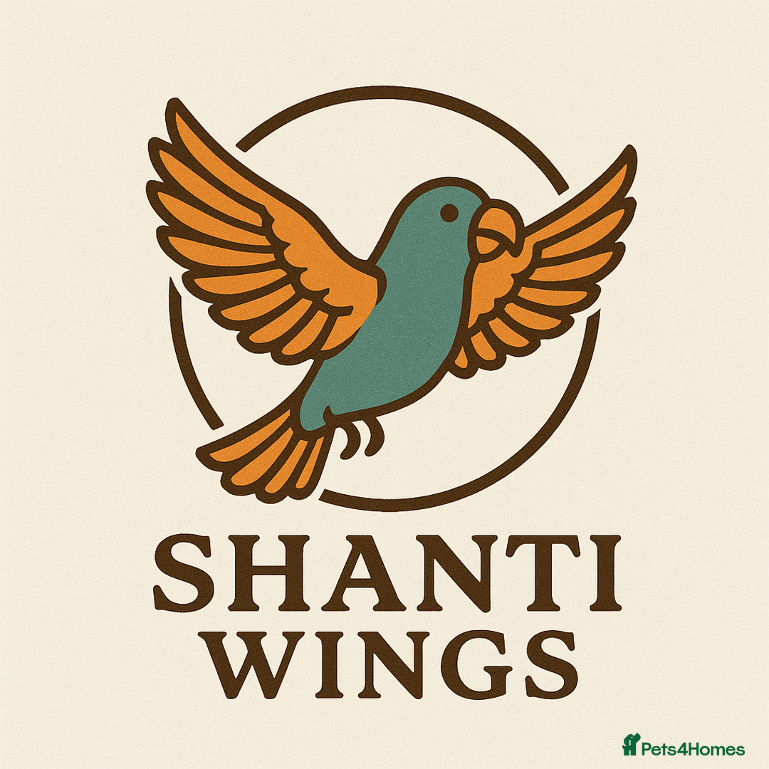 Parrots birds for sale: Shanti Wings Rescue in London  - Image 1