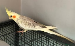 Cockatiels birds for sale: Baby Cockatiels - Image 9