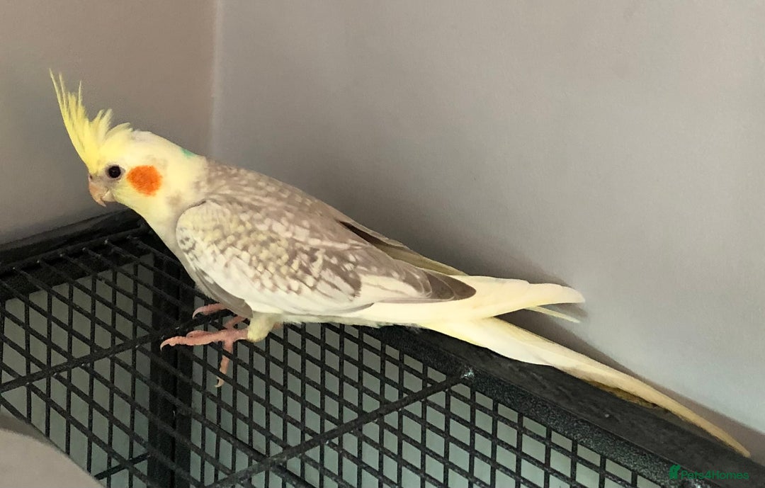 Cockatiels birds for sale: Baby Cockatiels - Image 9