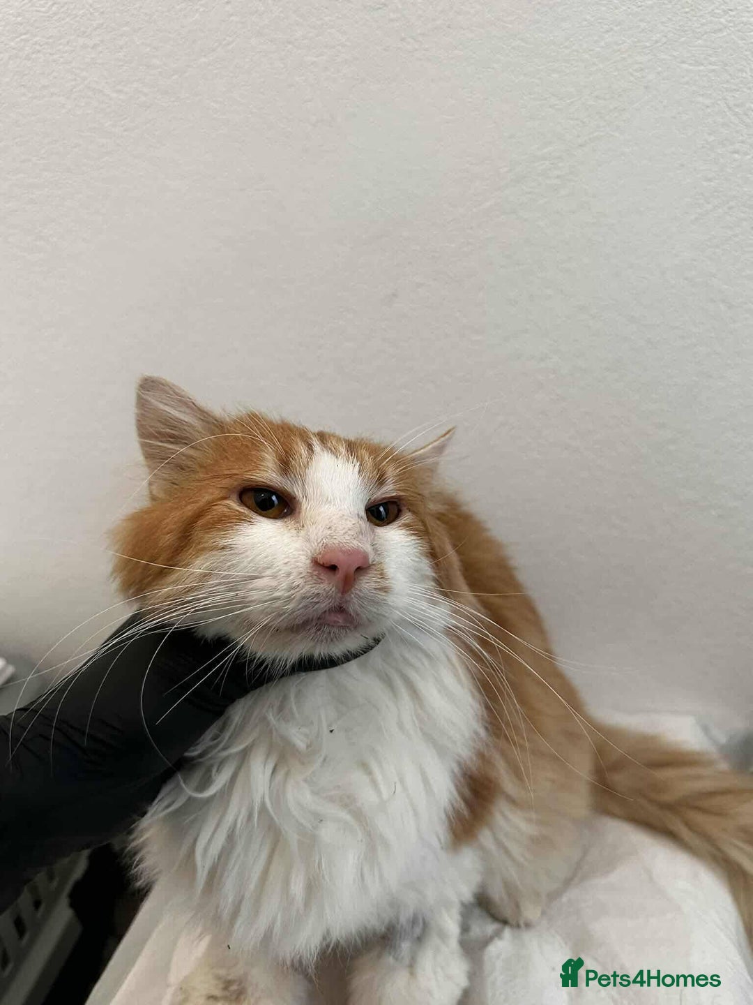 Mixed Breed cats for adoption: Jupiter for adoption - Advert 4