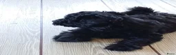 Schnoodle dogs for sale: Stunning Schnoodles - Advert 3
