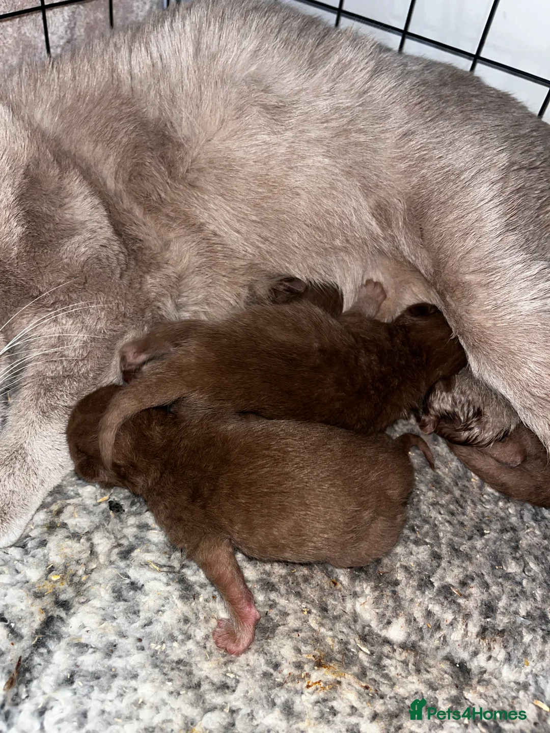 British Shorthair cats for stud: Stunning CINNAMON for Stud only (not for sale)  - Advert 3