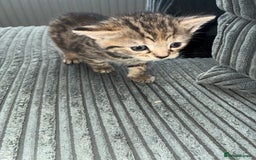 American Bobtail cats for sale: American bobtail / tortoise shell - Image 16
