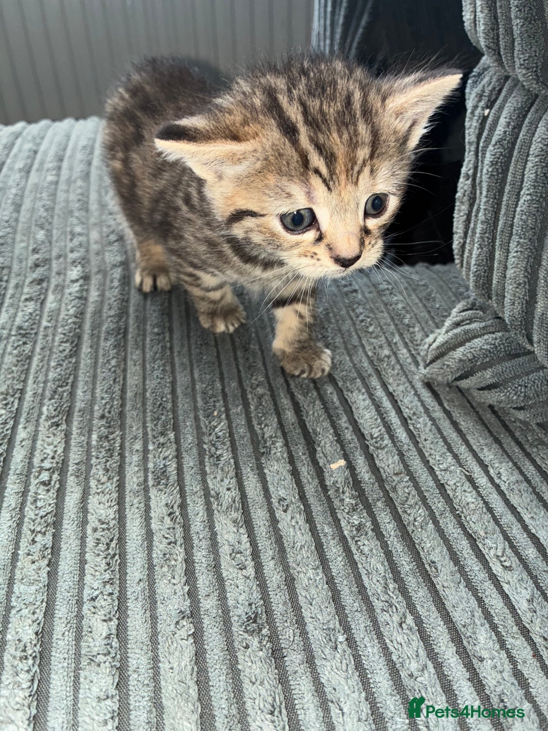 American Bobtail cats for sale: American bobtail / tortoise shell - Image 16