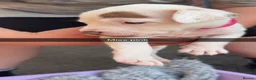 American Bulldog dogs for sale: My beautiful Bella has had her first litter - Advert 15