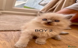 Ragdoll cats for sale: Beautiful ragdolls  - Image 9
