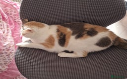 British Shorthair cats for sale: Sisters looking for new home - Image 4