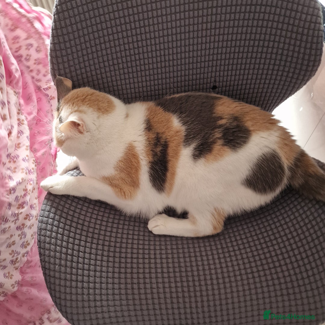 British Shorthair cats for sale: Sisters looking for new home - Image 4