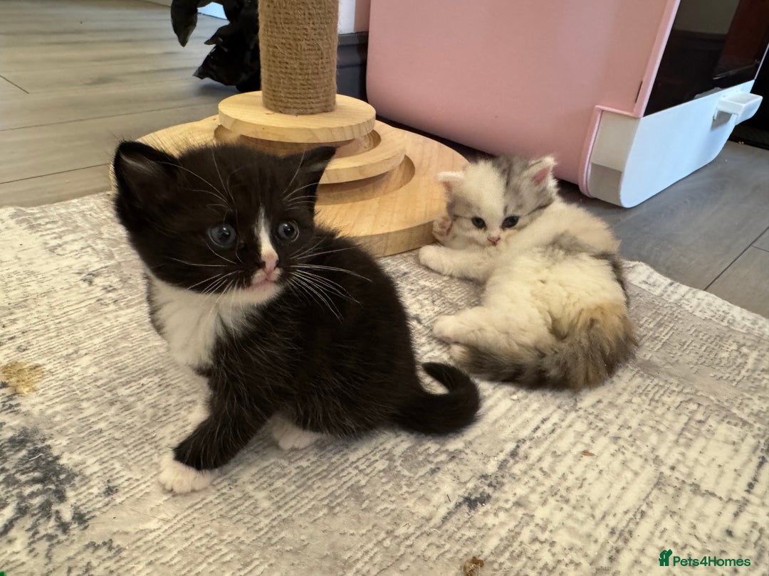 Persian cats for sale: Persian kittens  - Image 29