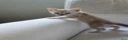 Bengal cats for sale: Stunning Bengal kittens for sale - Advert 20